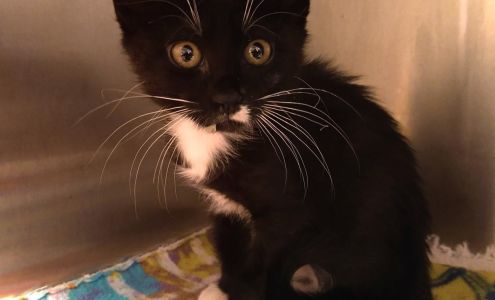 Lowell Animal Shelter Lowell