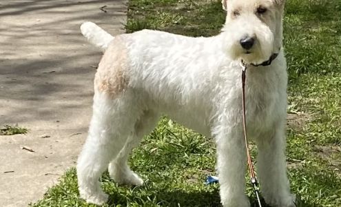 Pawsitively Devine 1268 Pioneer Ln, Gentry Arkansas 72734