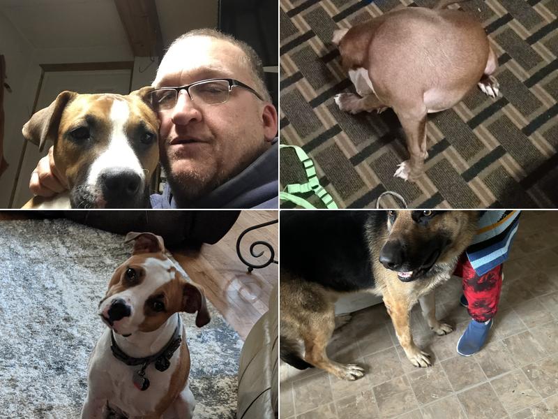 City of Marion: Animal Care & Control