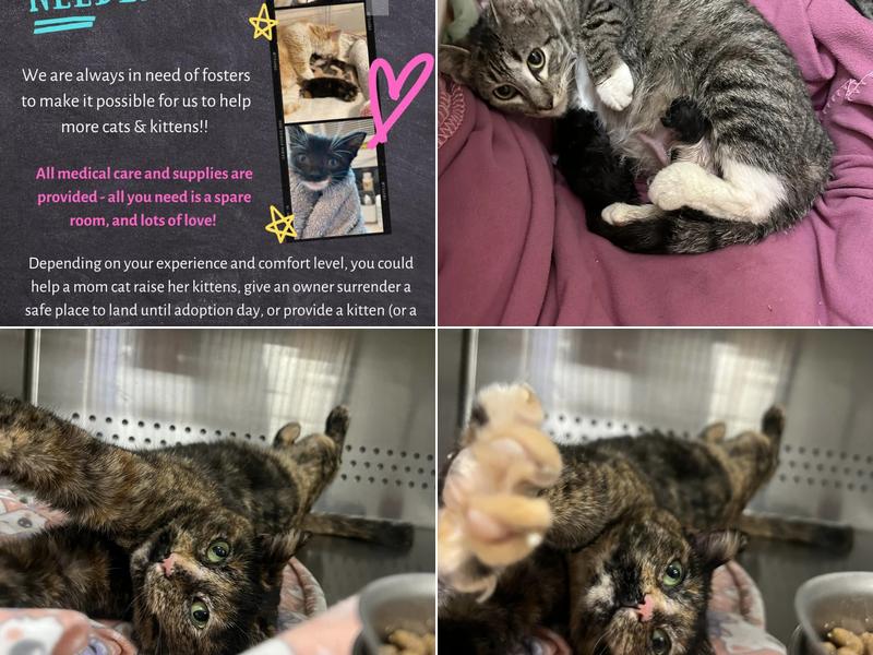 Pawprints On the Heartland