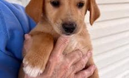 SandHill Beagles Rescue Macclesfield