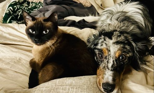 The City of Coppell Animal Services Coppell