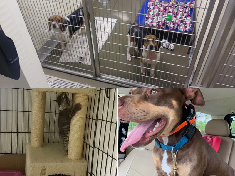 Town Of Griffith Animal Control