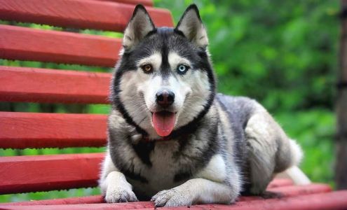 Pauls Valley Animal Welfare Society Pauls Valley