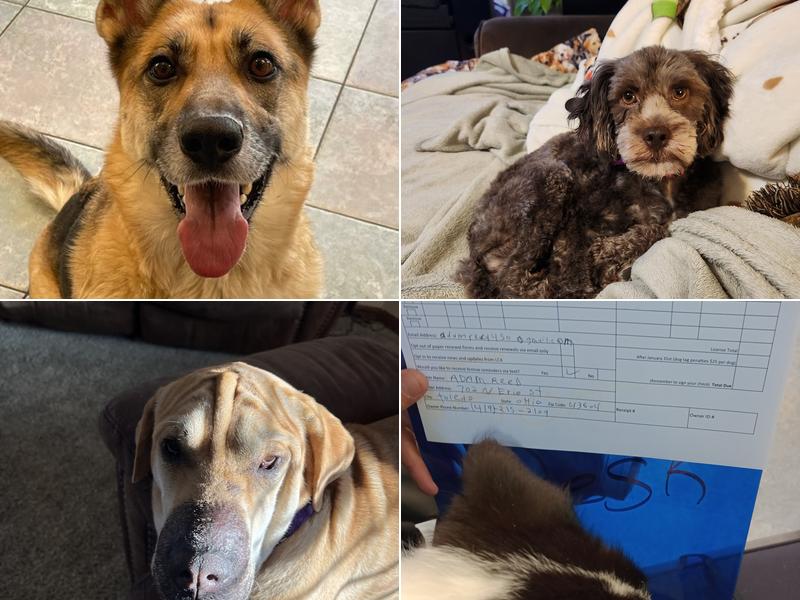 Saints Elsewhere Pet Recue