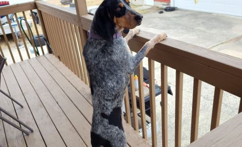 Hampshire County Animal Shelter Augusta