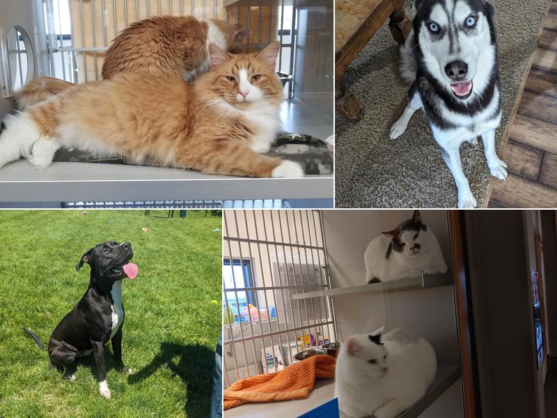 Cedar Rapids Animal Care and Control