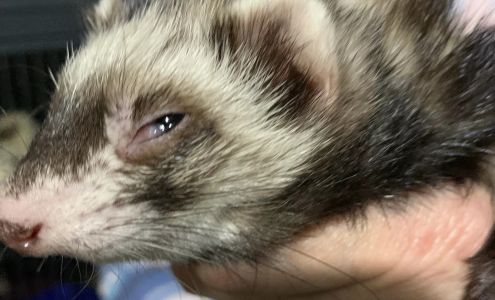 West Michigan Ferret Connection