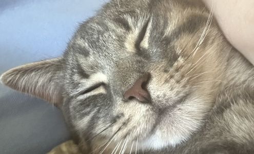 South Jersey Regional Animal Shelter Vineland