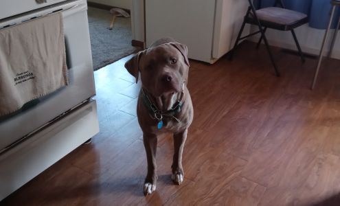 Jackson County Animal Shelter Black River Falls