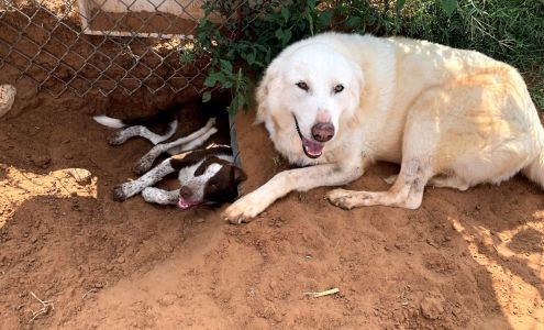 Waggin Tails Animal Sanctuary Anton