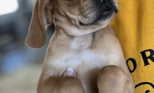 Barefoot Crow Animal Rescue Glenwood City