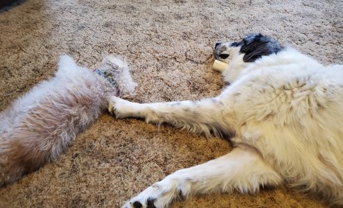 Lewis County Humane Society Glenfield