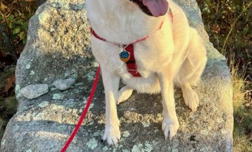 South Kingstown Animal Shelter (formerly SK Pound) South Kingstown