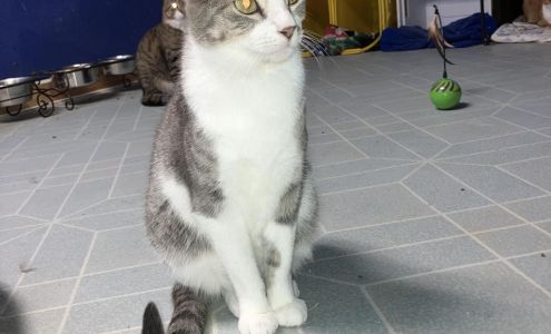 Little Rescue on the Prairie Log Lane Village