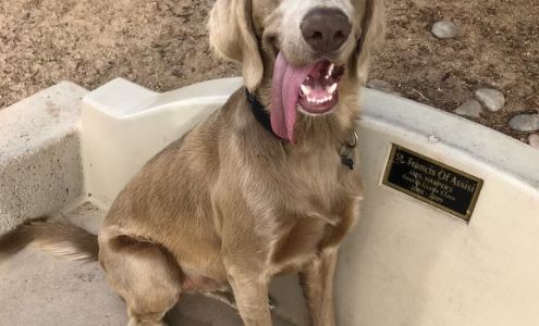 Tickled Pink Weimaraner Rescue