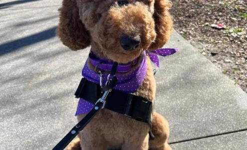 Four Paws and a Wake Up