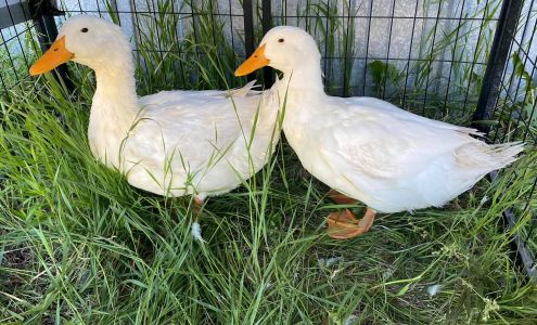 Kritter Krazy - Reptile and Exotic Rescue Bottineau