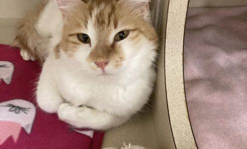 Kitty Kat Rescue, Inc.