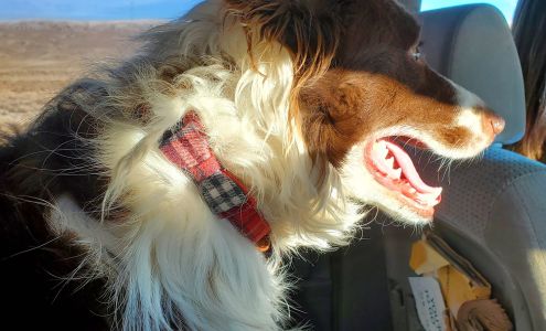 Paws and Claws Animal Adoption and Care Center Inc Diamondville