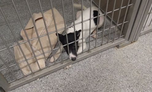 Animal Care of Davis County Fruit Heights