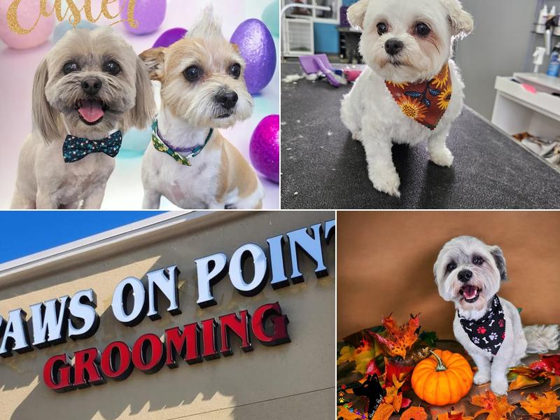 Paws on Point dog grooming