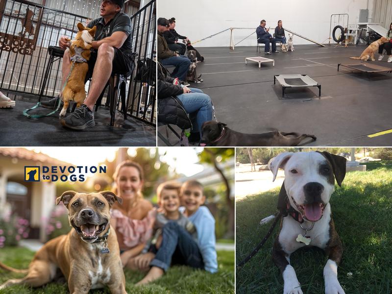 Devotion to Dogs Expert Dog Training