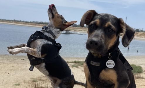 Kane's K9s & animal rescue