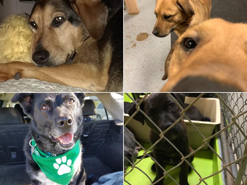 Canine Connections Rescue and Pet Therapy