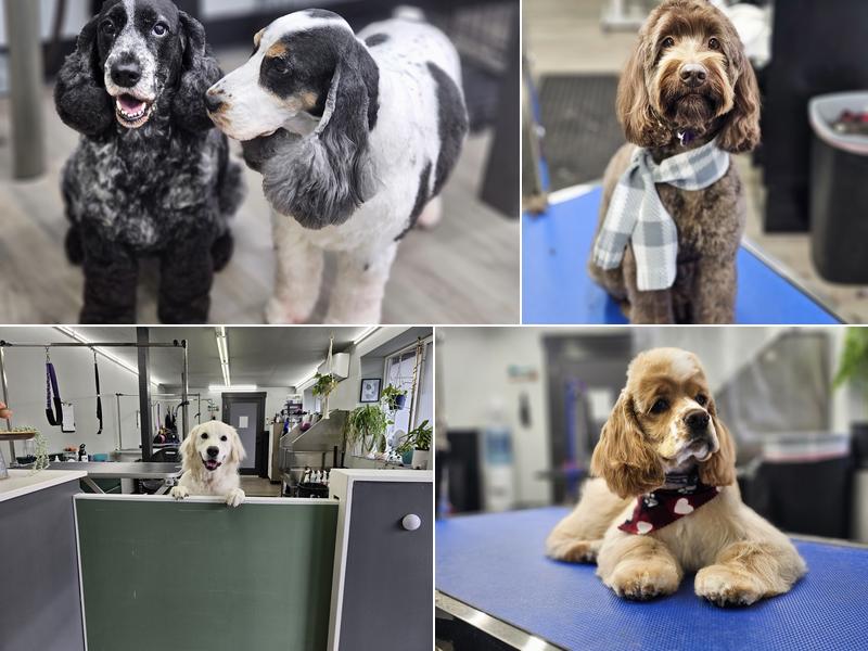 Misfits Design Pet Spa