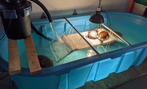 Little Res Q Georgina