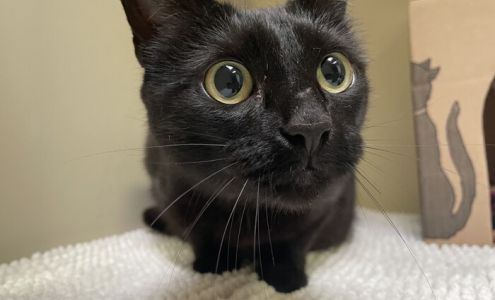 BC SPCA Victoria Victoria