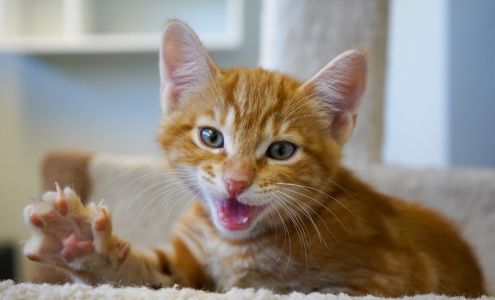 Whistler Animals Galore Society - WAG Whistler