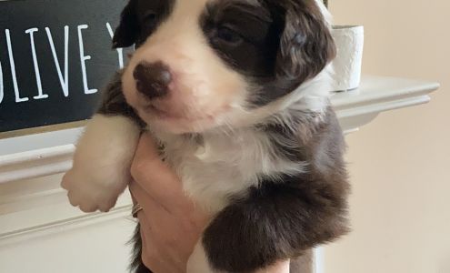 Pups N Pals LLC 570 LA-461, Hineston Louisiana 71438