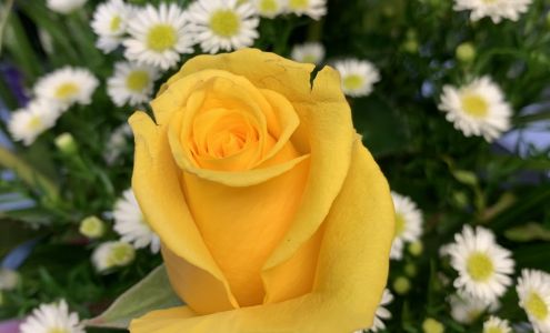 Paradise Flowers 1556 Topsail Rd, Paradise Newfoundland and Labrador A1L 1L9