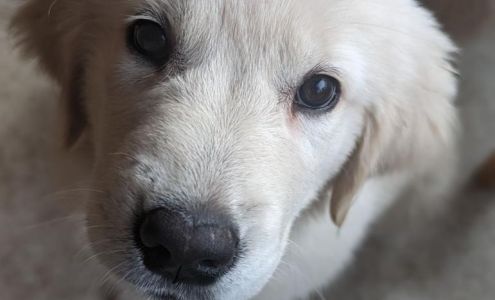 Always Golden Pups 58 Otrobando Ave, Norwich Connecticut 06360