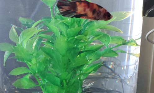 Foremost Pet Foods, Second Line