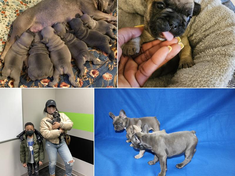 BlueStar Frenchie - Michigan Exotic AKC French Bulldog Breeder