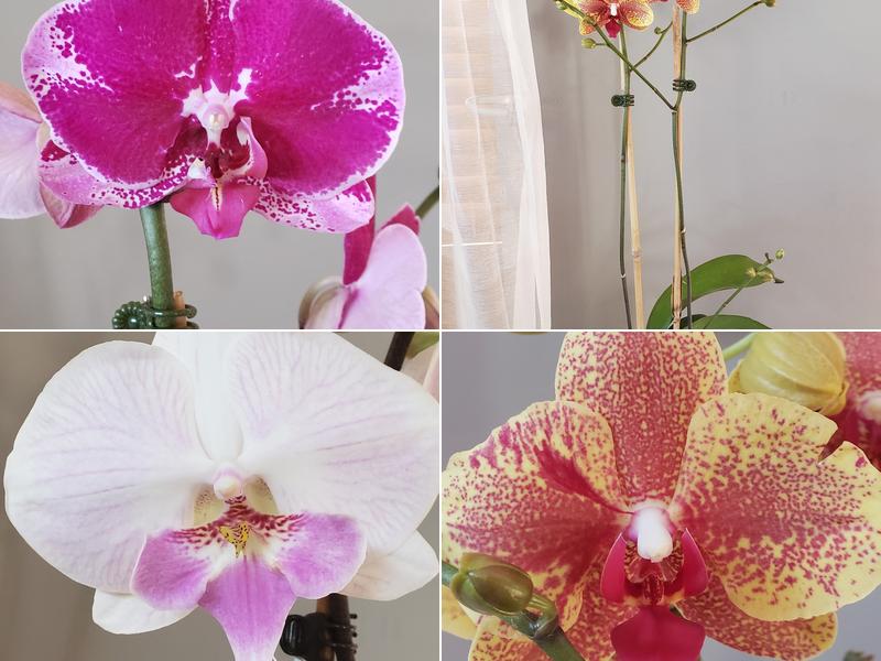 Wyld Honey Flowers and Co.