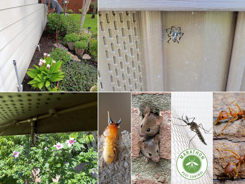 Marathon Pest Control