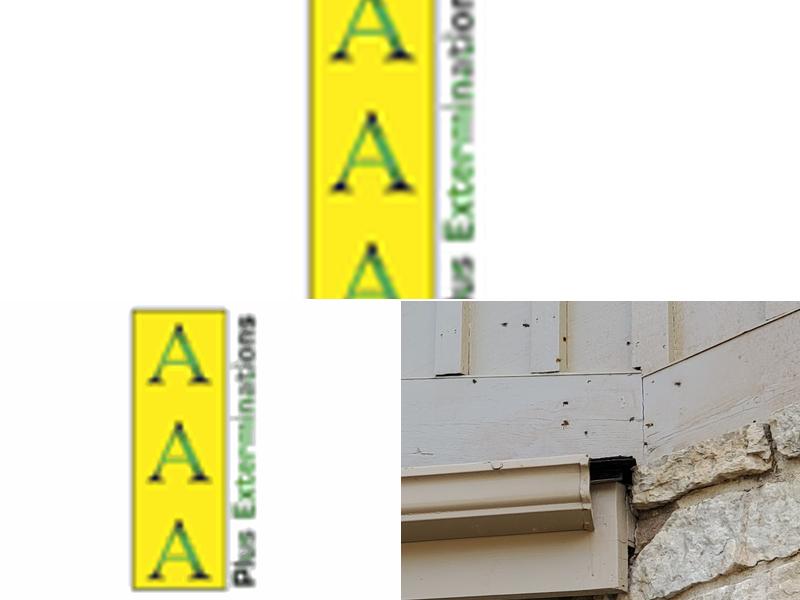 AAA Plus Extermination