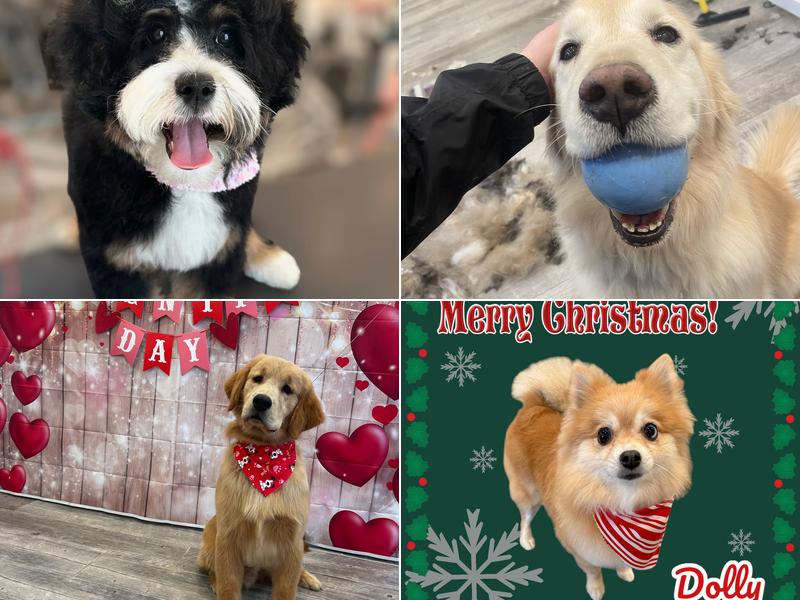 Tailored Pups Dog Grooming