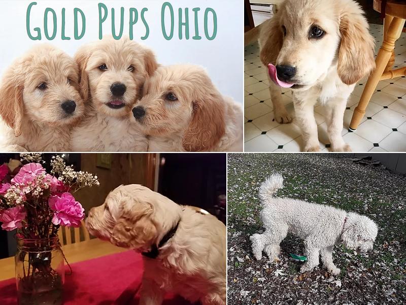 Gold Pups Ohio - Goldendoodles and Golden Retrievers