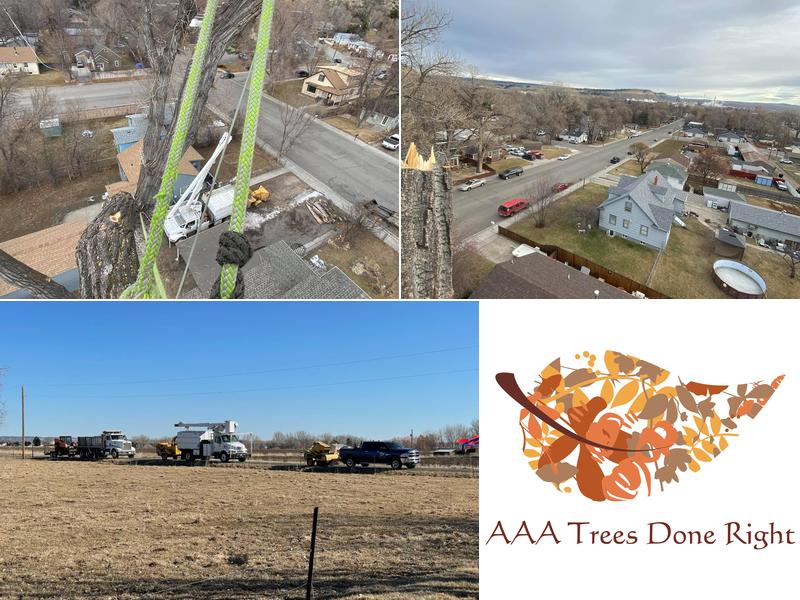 AAA TREES DONE RIGHT