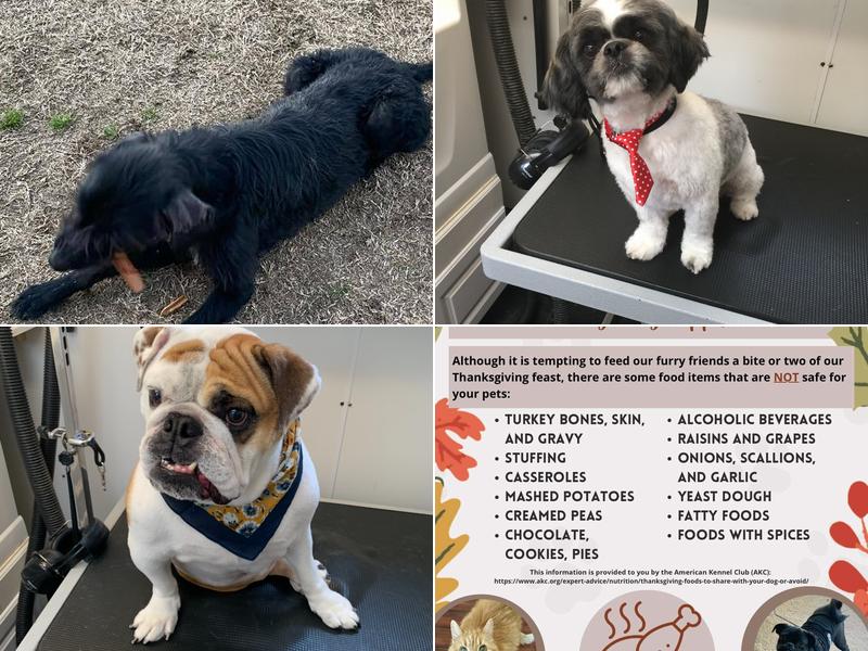 Pampered Pups Mobile Grooming