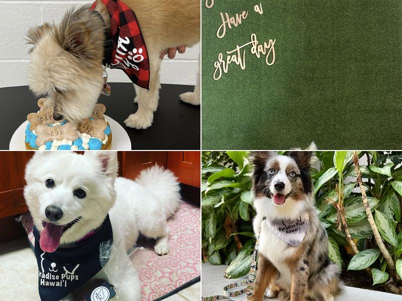 Paradise Pups Hawai'i