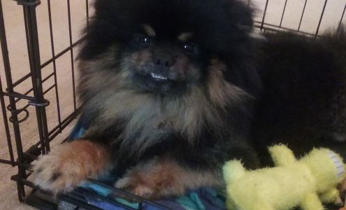 Automatic Lawn Sprinkler Co