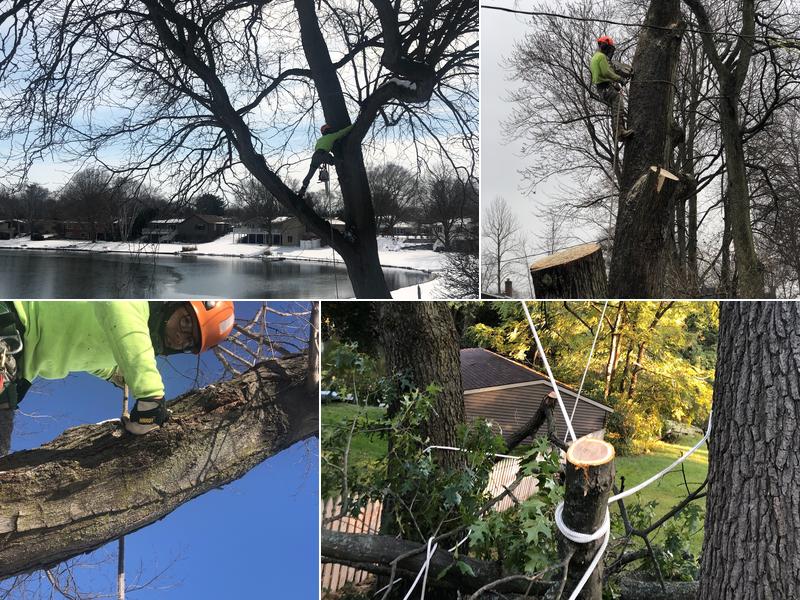 Sagastumes Tree Service’s