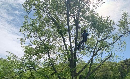 Justin Gue AAA Tree Services