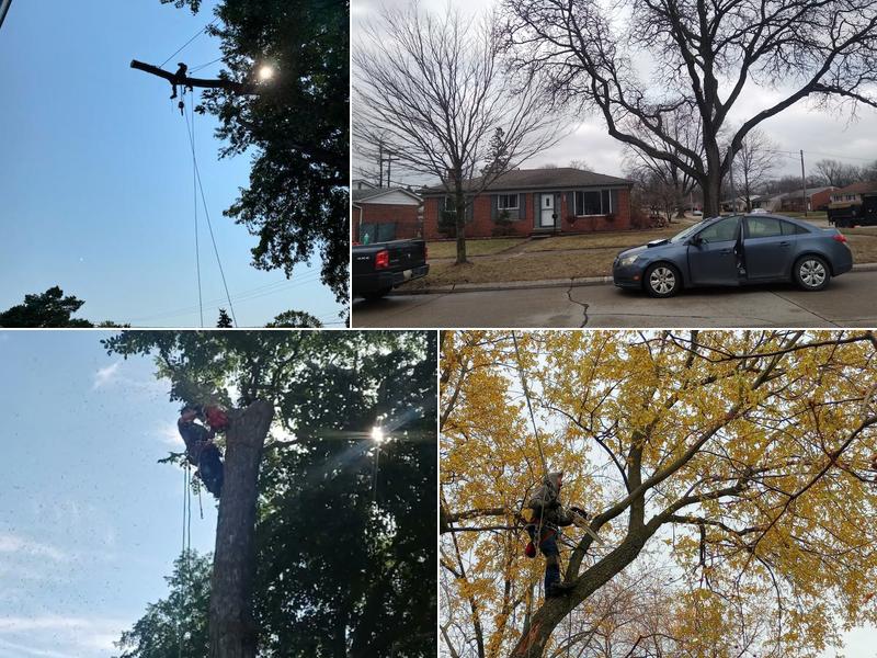 Banks Tree Service